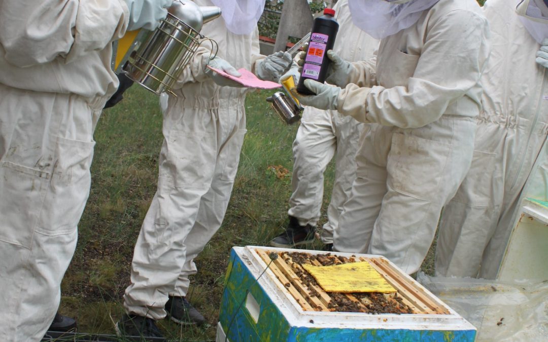 Fleißige Bienen an der GSS!