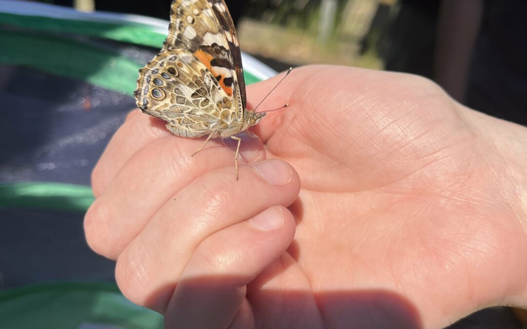 Schmetterlinge im Bauch