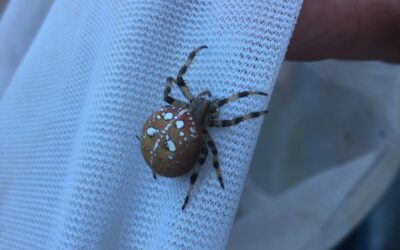 Sie sind einander spinneFREUND